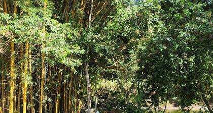 Cabañas para descanso Oso Perezoso