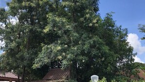 Un árbol grande frente a un edificio con techo de tejas y una banca.
