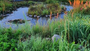 A natural landscape with a small pond surrounded by lush greenery and wildflowers.