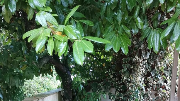 Un sendero de madera atraviesa un exuberante jardín con diversas plantas y un muro de hormigón a un lado.