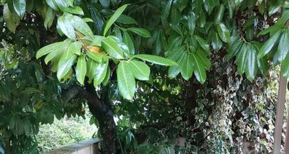 T2 Lumineux Avec Jardinet - Barbotan les Thermes