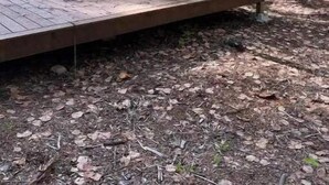 A wooden deck with a bench, surrounded by trees and rocks.