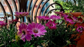 A potted plant with pink flowers and a metal fence in the background.