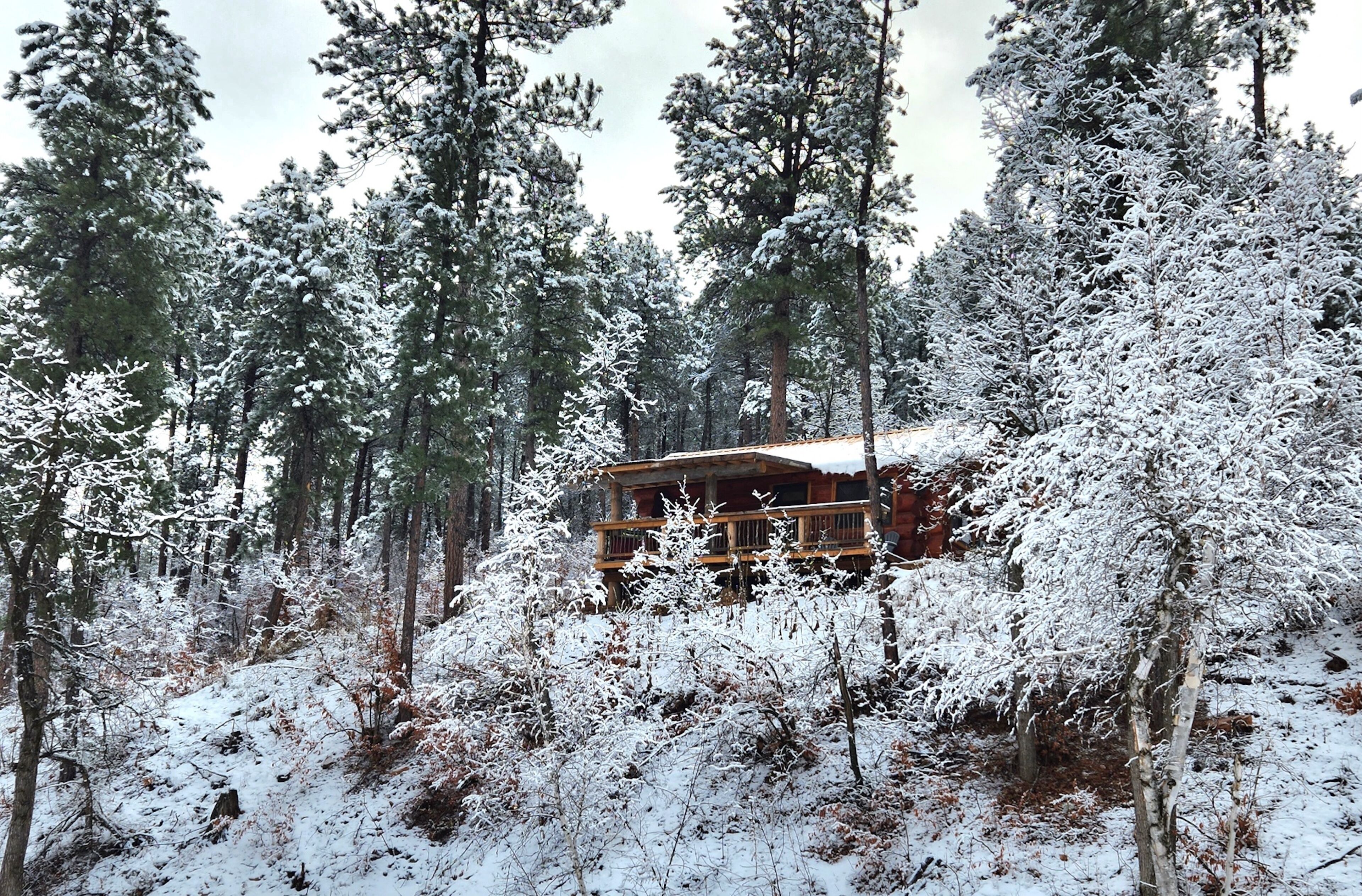 A cabin surrounded by snow-covered trees.