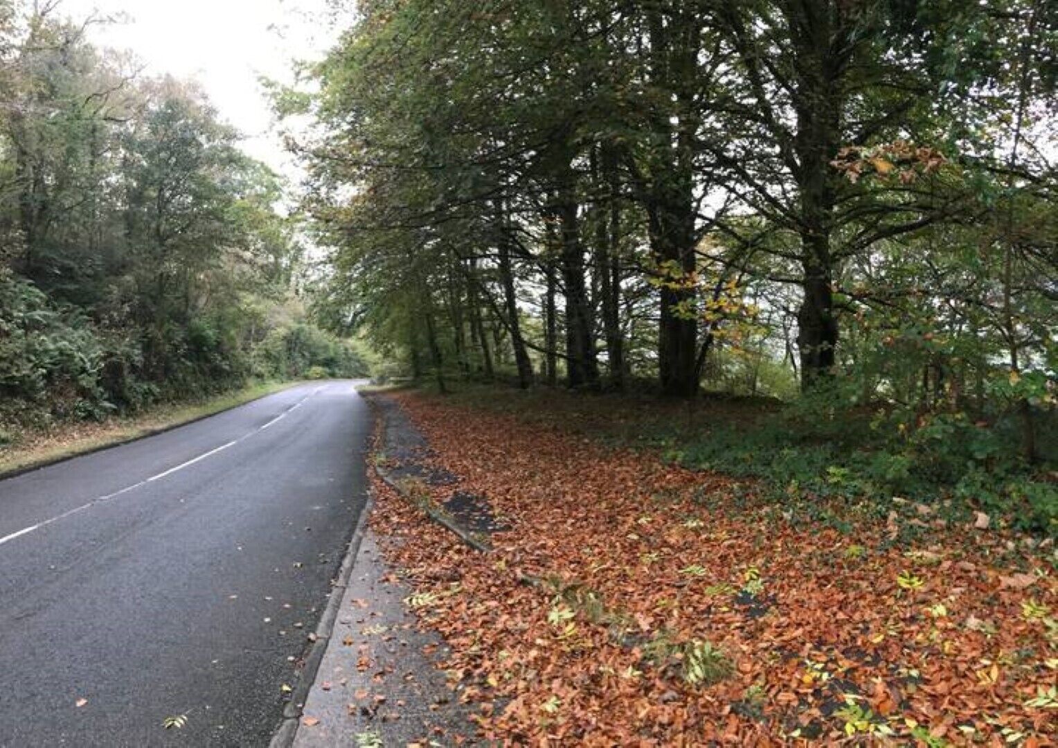 Une route bordée d’arbres, avec des feuilles mortes qui jonchent le bord.