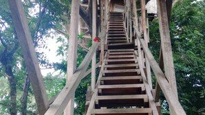 Una escalera de madera que conduce a un espacio cubierto, rodeado de árboles.