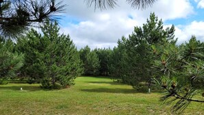A grassy field with several pine trees and a clear sky.