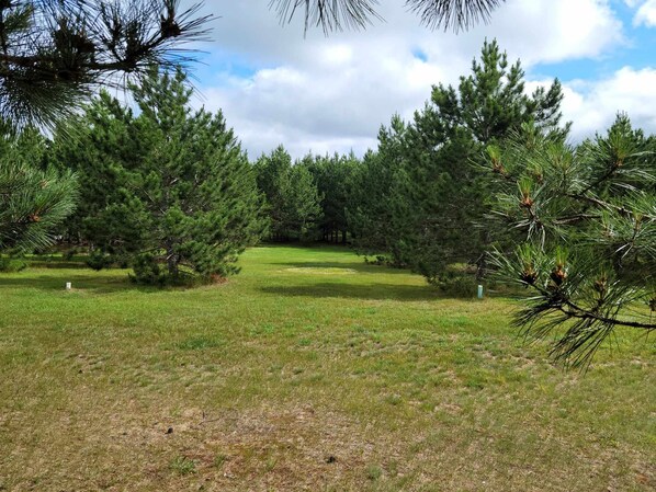 A grassy field with several pine trees and a clear sky.