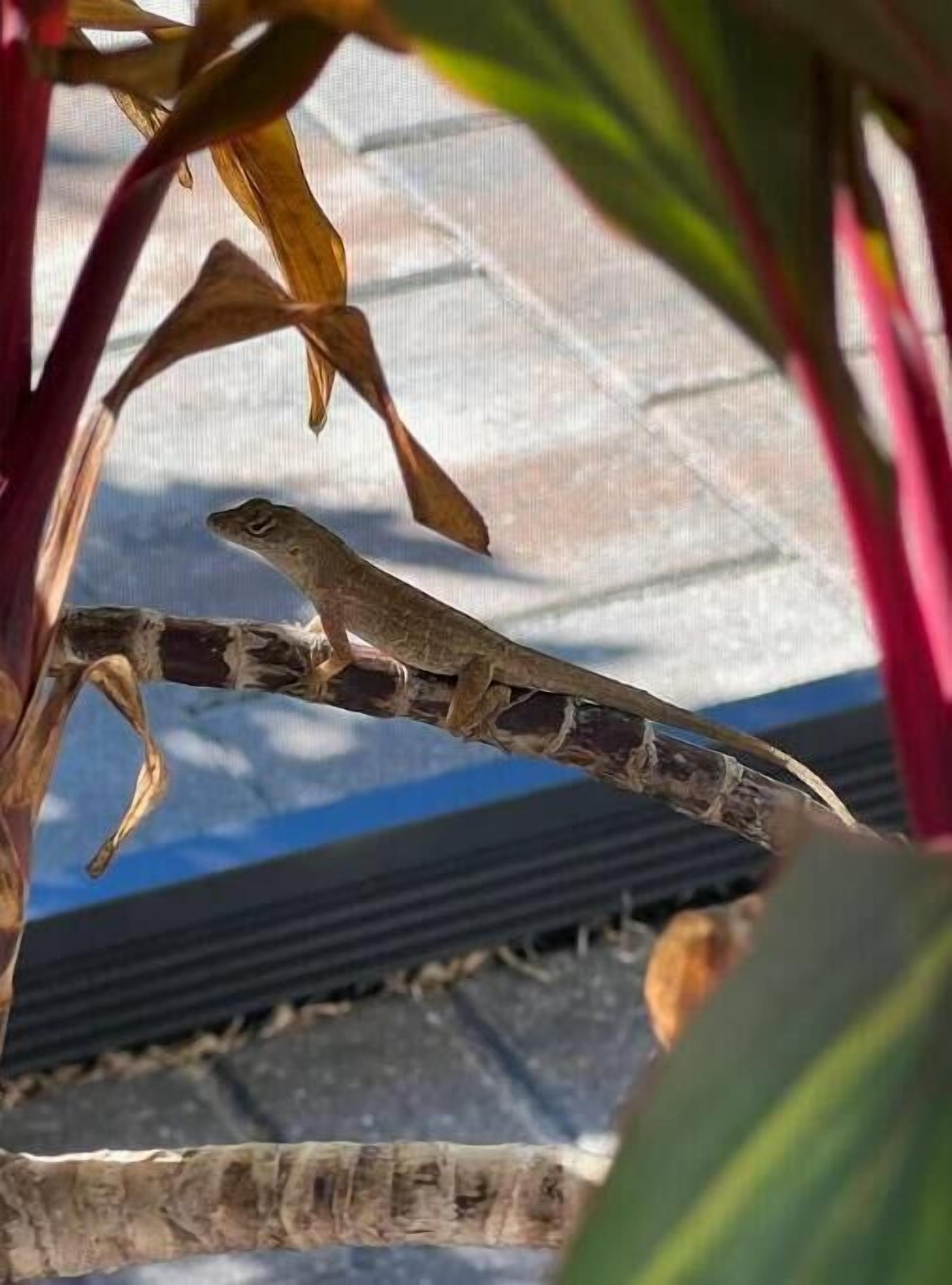 Een hagedisje zit op een tak in een terrarium.