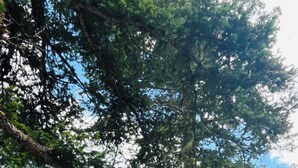 Un Jeep Rubicon blanco estacionado frente a una cabaña de madera con un balcón y un gran árbol al fondo.
