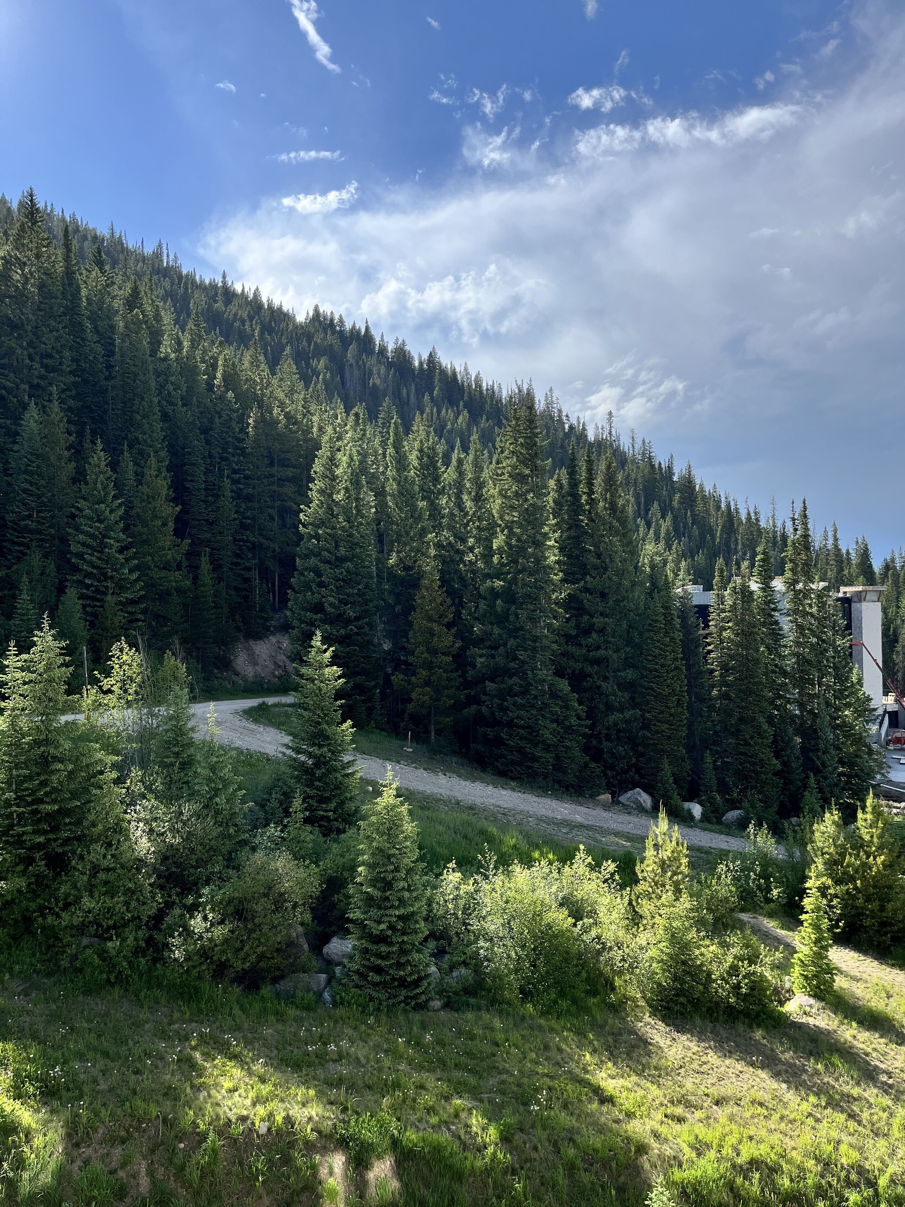 A forested area with a dirt path leading through it.