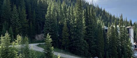 A forested area with a dirt path leading through it.