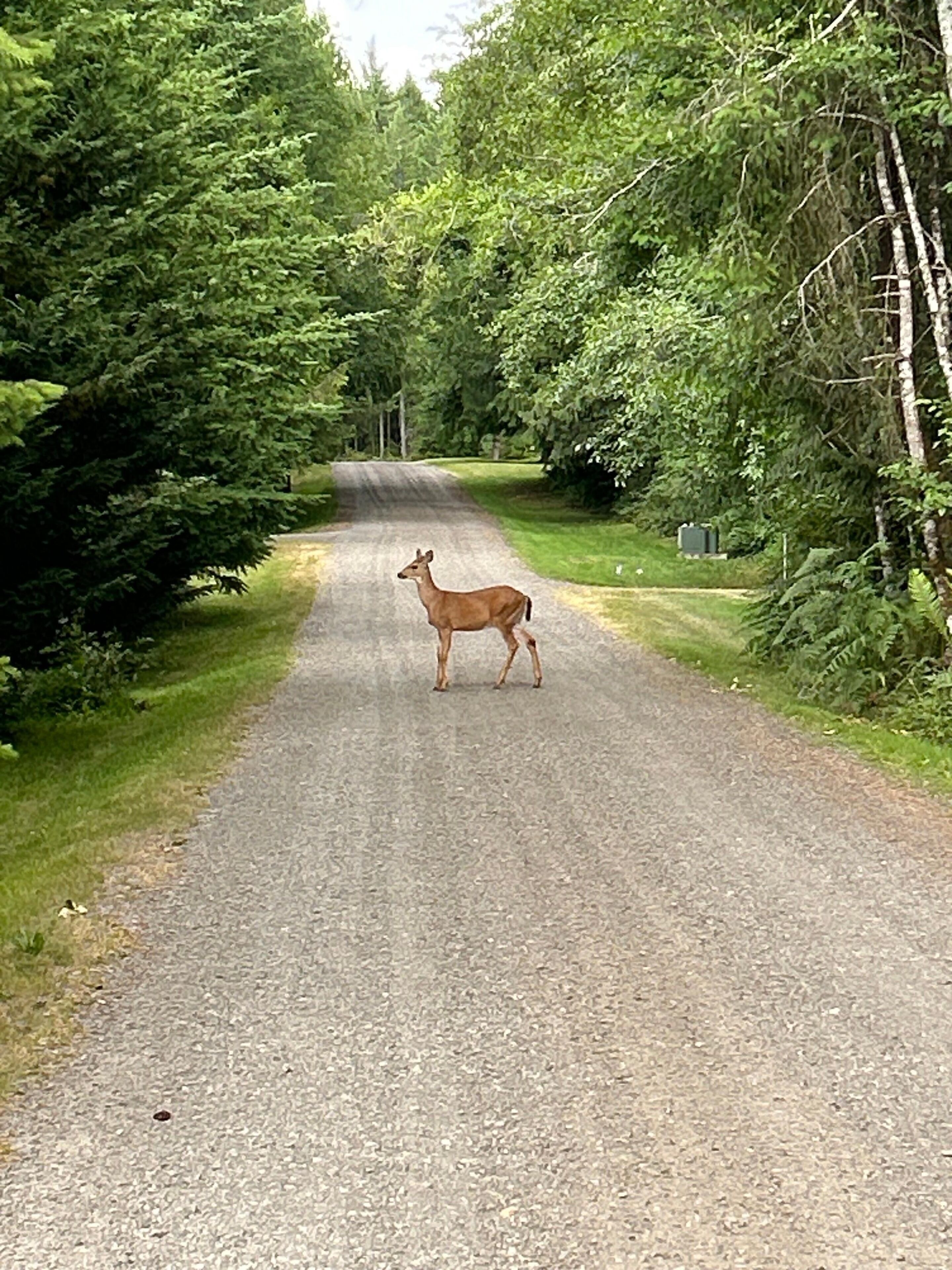 A rural road with a deer standing in the middle.