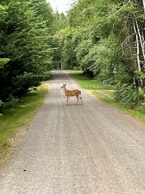 Miscellaneous - RV SPACE:Tired of crowded, noisy RV parks? 5 private country acres with hookups. (Seabeck)