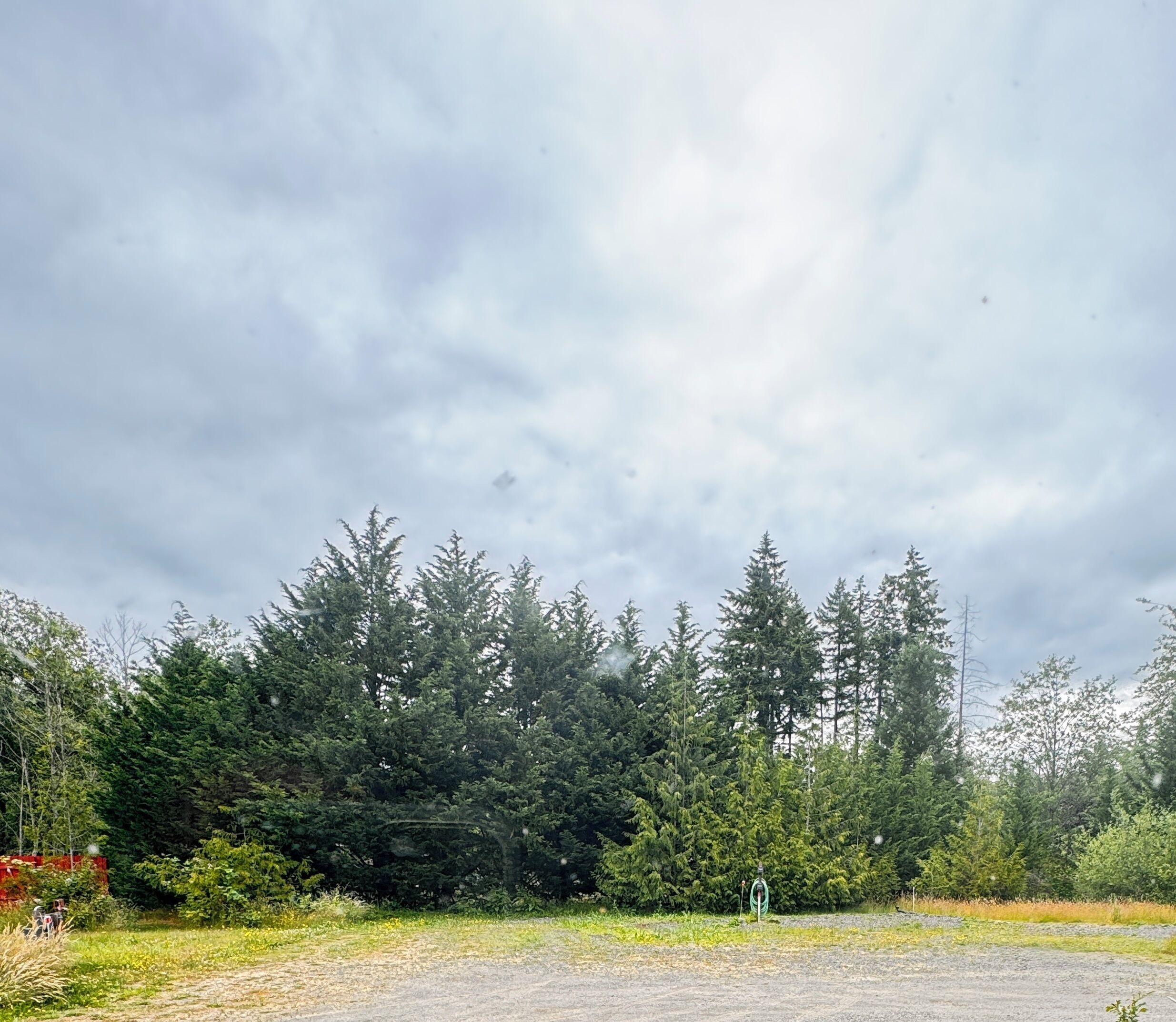 A gravel path leading to a dense forest of evergreen trees.