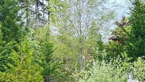 A natural landscape with dense trees and a gravel path. - RV SPACE:Tired of crowded, noisy RV parks? 5 private country acres with hookups. (Seabeck)