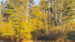 A forest with tall trees and dense underbrush. - RV SPACE:Tired of crowded, noisy RV parks? 5 private country acres with hookups. (Seabeck)