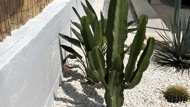 A cactus plant in a planter with white gravel, a white wall, and a metal fence. - Apartment 'Paola' with Private Terrace and Air Conditioning (san pietro in bevagna)