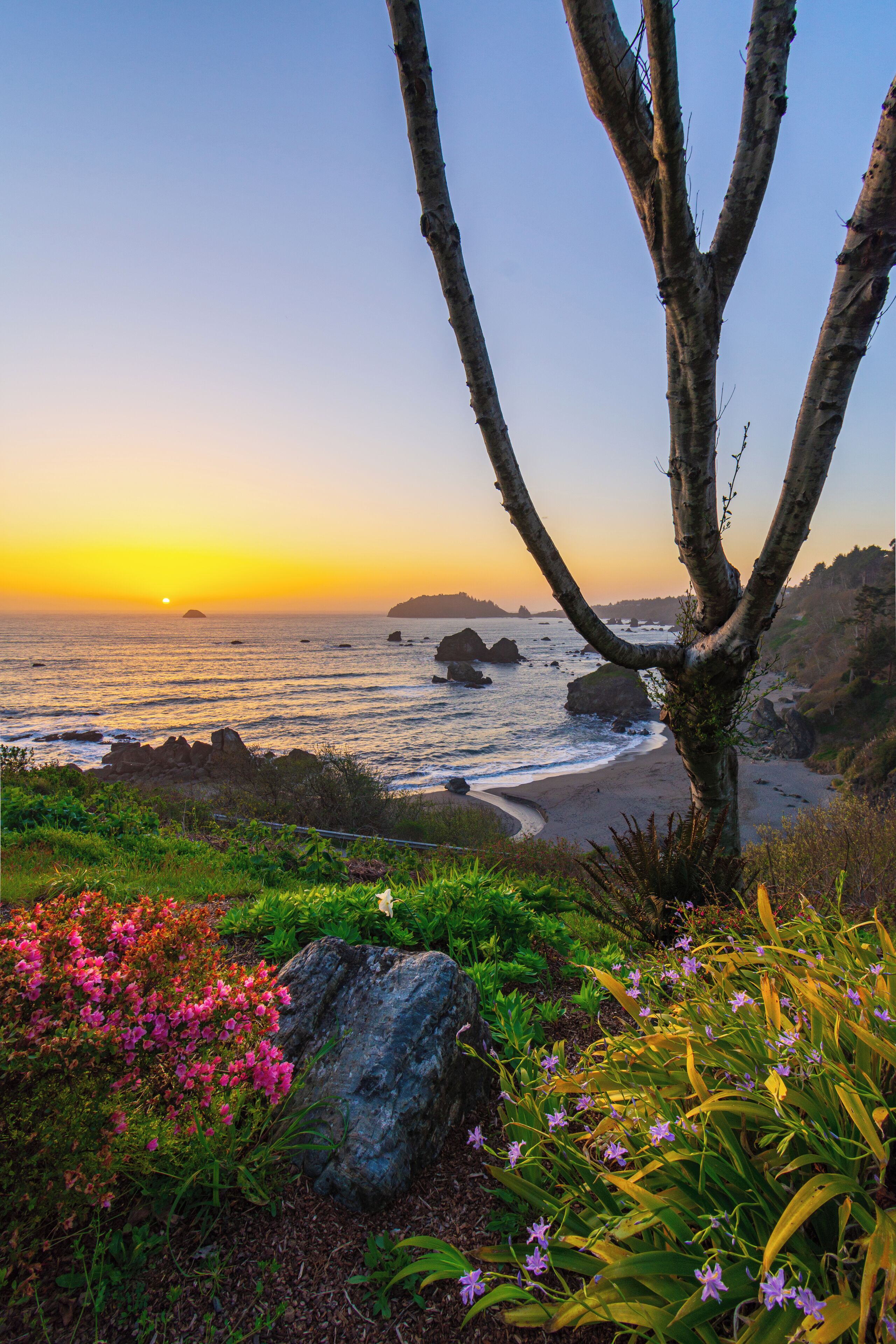 A coastal landscape with a tree, rocky shoreline, and flowering plants.