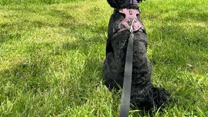 Ein schwarzer Hund mit einem rosa Geschirr sitzt auf dem Gras vor einem Gebäude mit einem Schornstein.