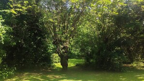 Un parc luxuriant et verdoyant, avec un feuillage dense et une grande variété d’arbres.