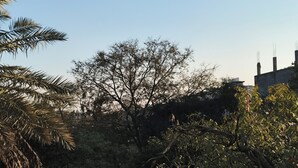 A natural landscape with trees and a dirt path.