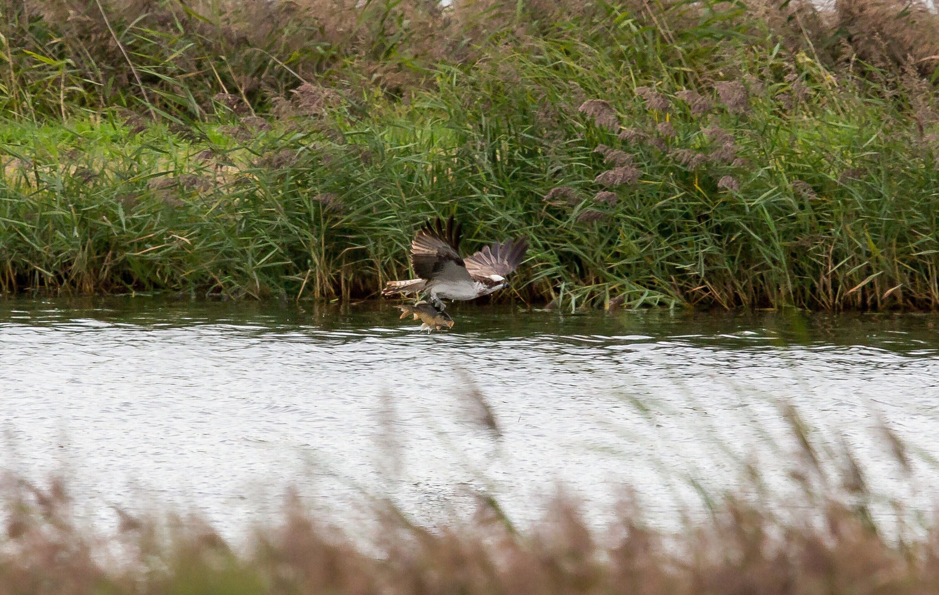 Een vogel vliegt over een wateroppervlak met weelderige begroeiing op de achtergrond.