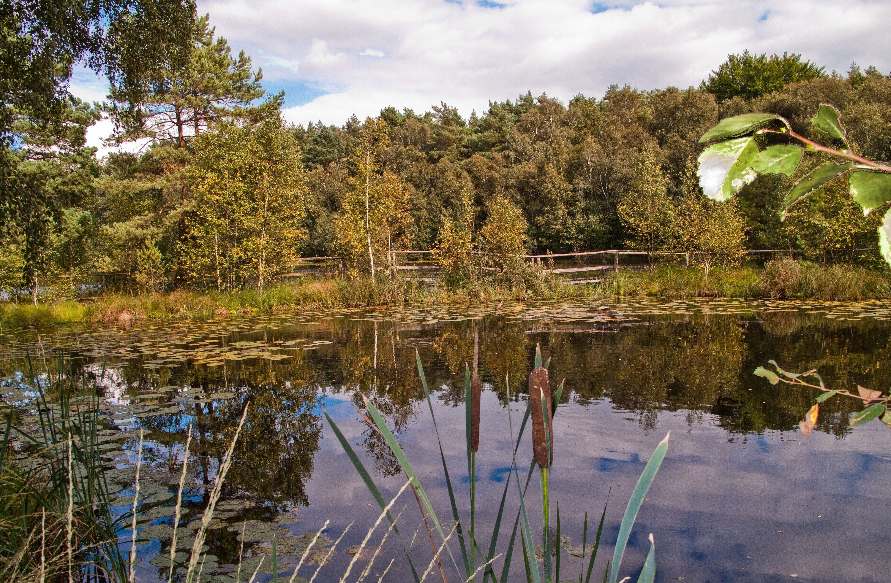 A serene pond surrounded by dense forest and a wooden fence.