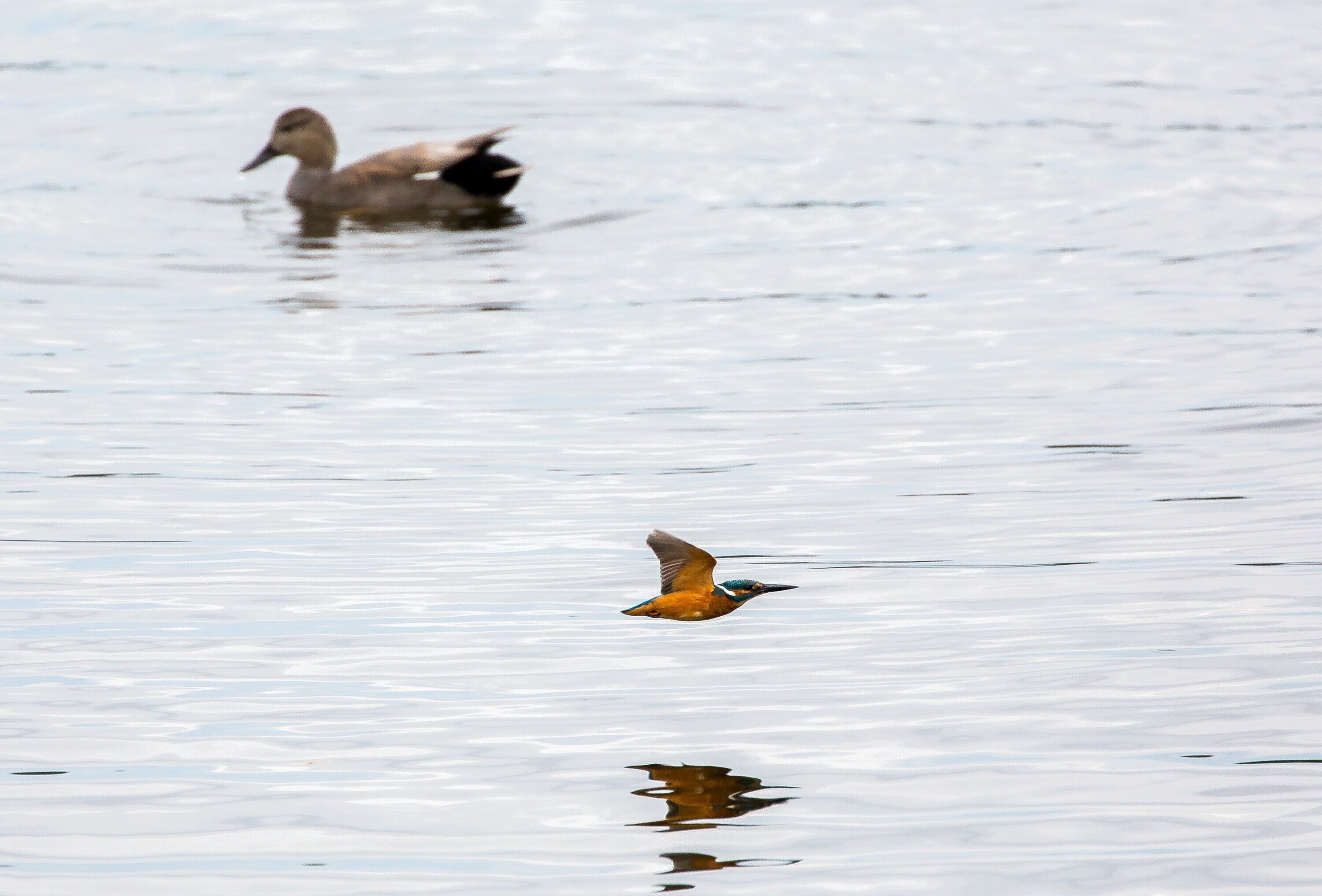 Un oiseau volant au-dessus d’une étendue d’eau calme.