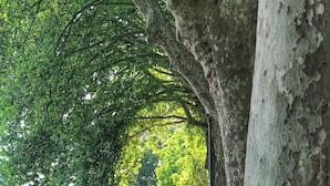 Un sendero bordeado de árboles, con un camino de tierra y césped a los lados.