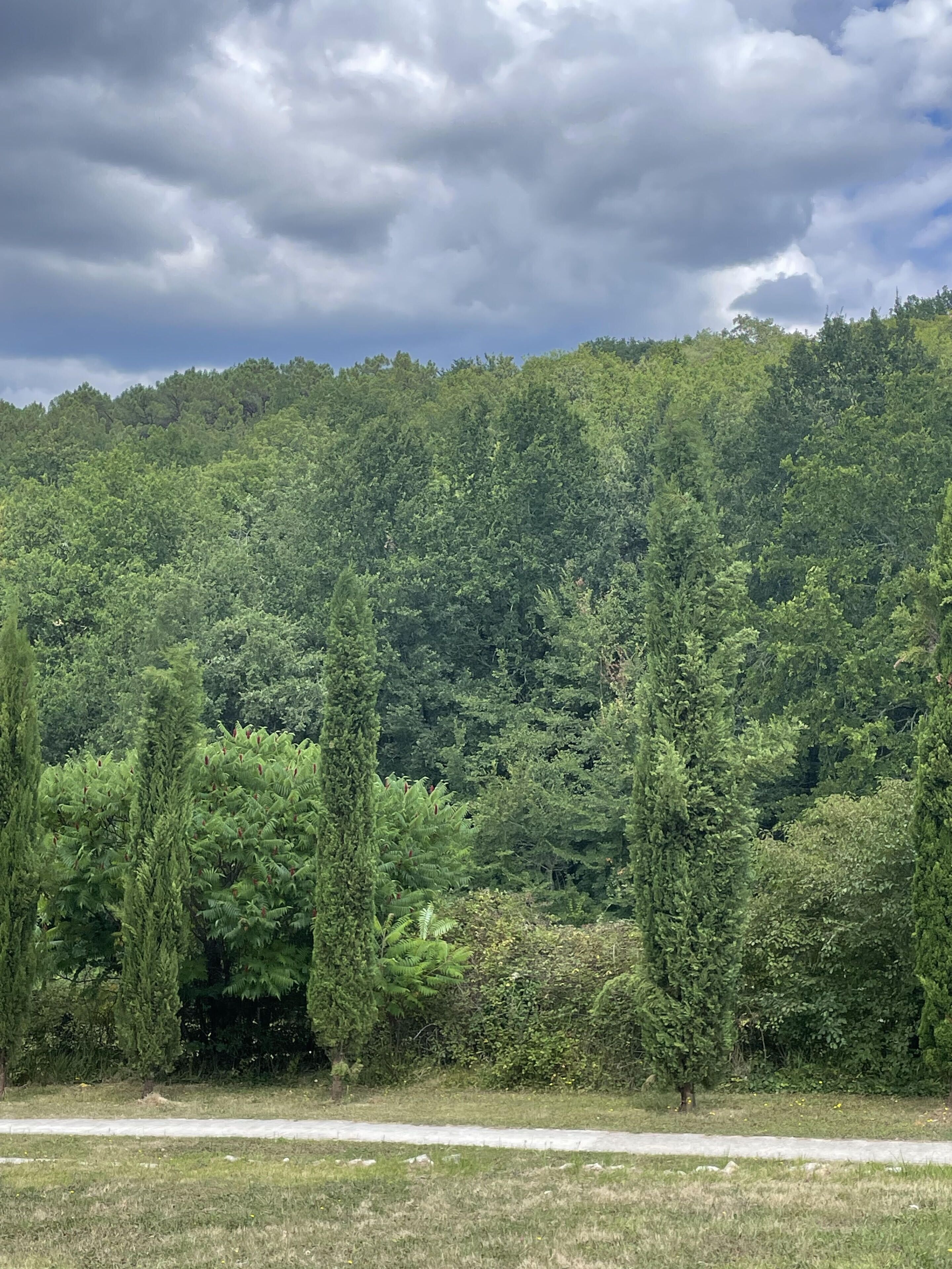 A dense forest with a variety of trees and a clear sky.