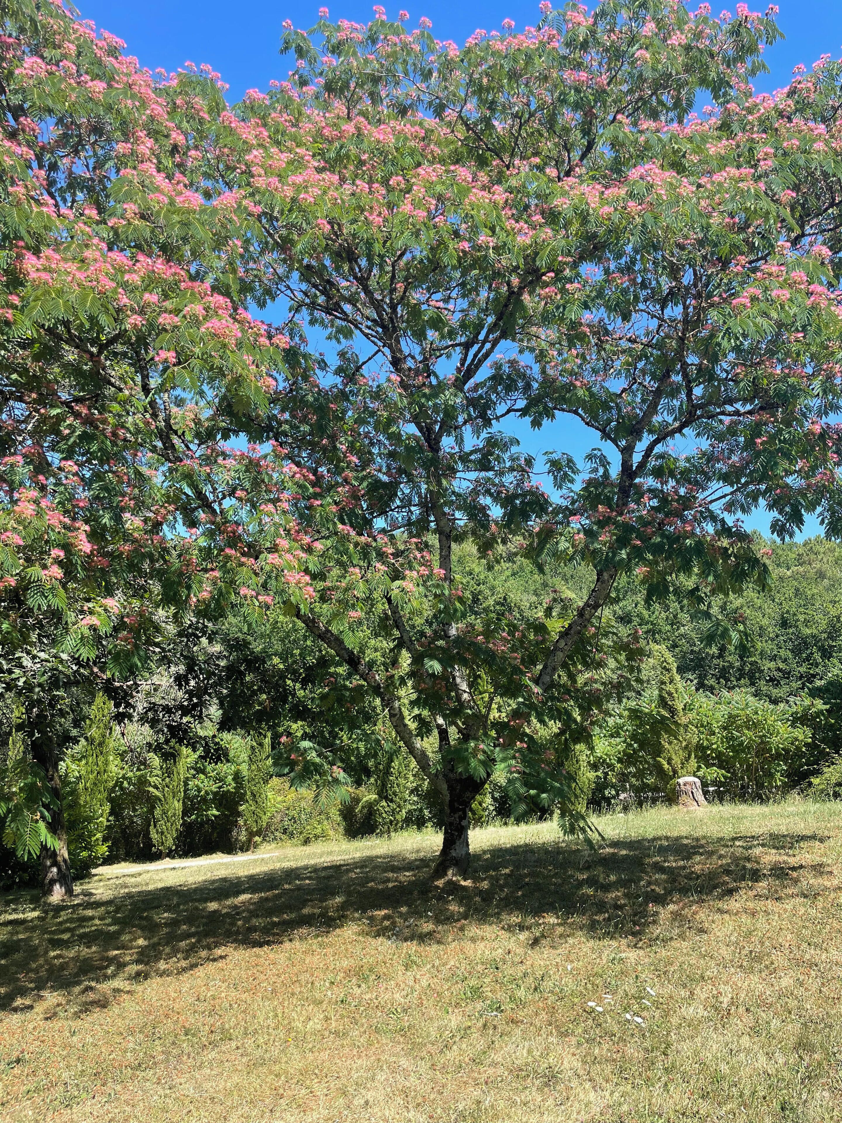 Un árbol con flores rosadas en un campo cubierto de hierba.
