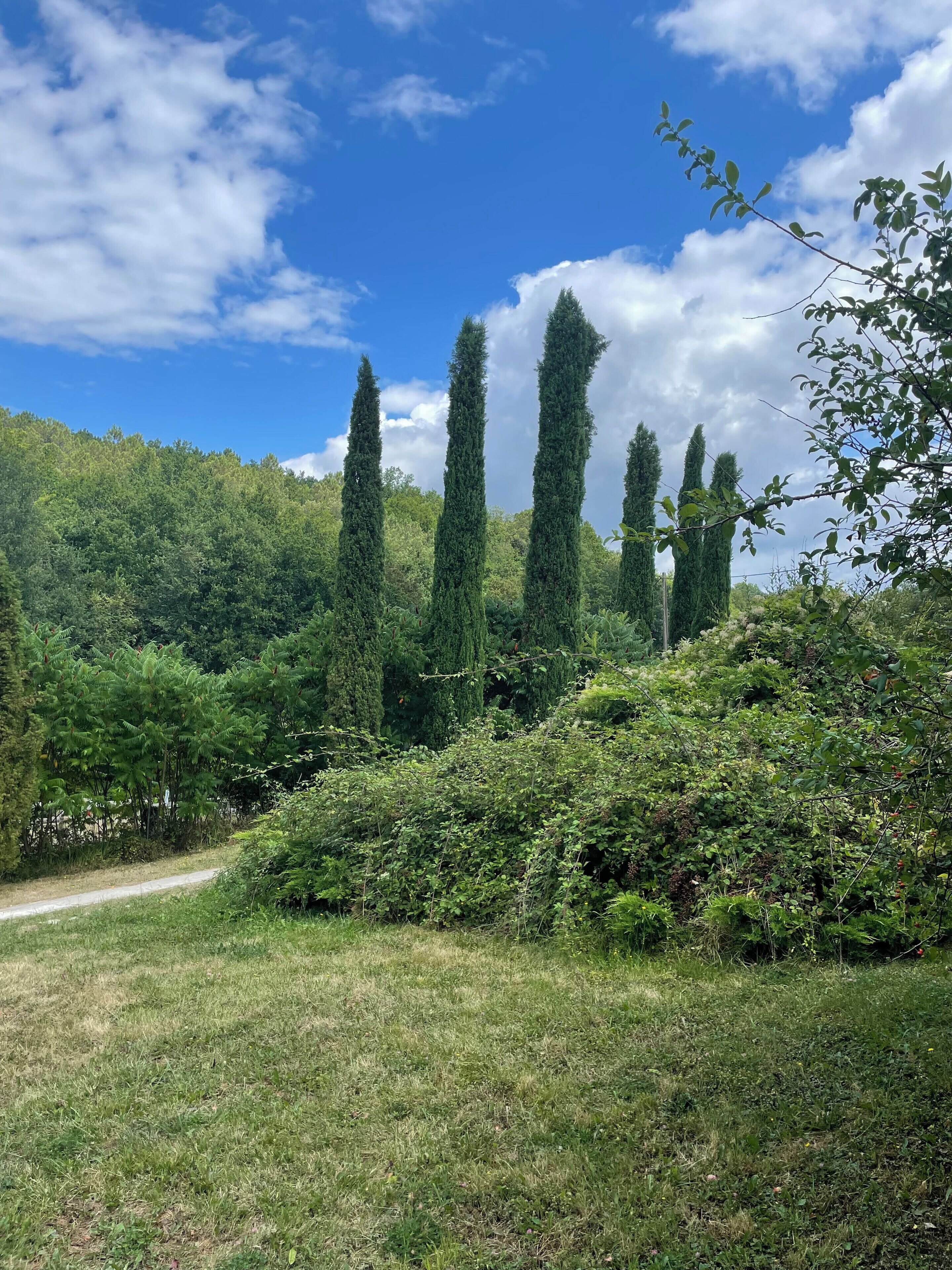 Un paysage naturel avec de grands arbres et un sentier de terre.
