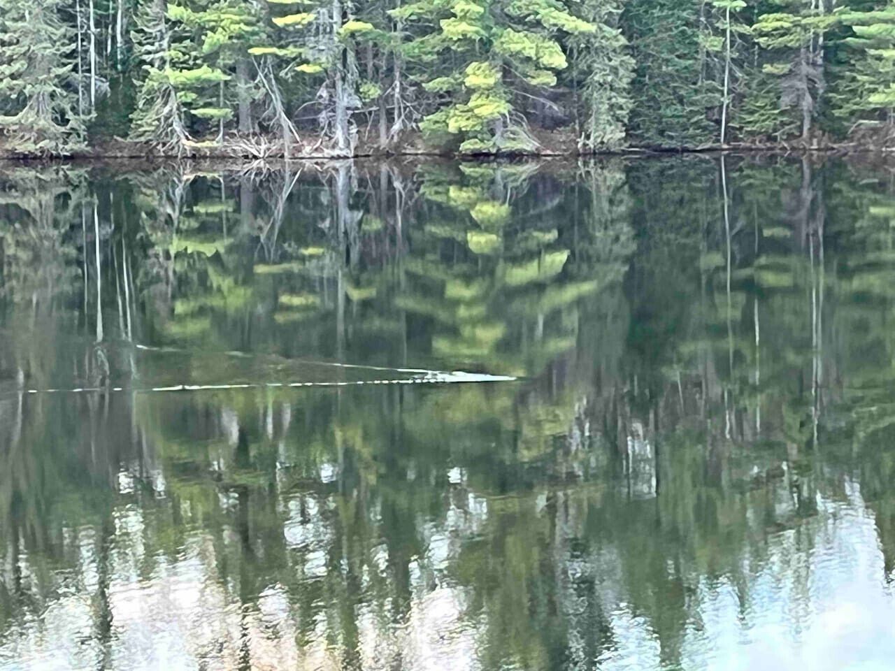 A calm lake with reflections of trees and a clear sky.