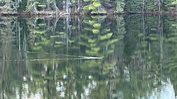 A calm lake with reflections of trees and a clear sky.