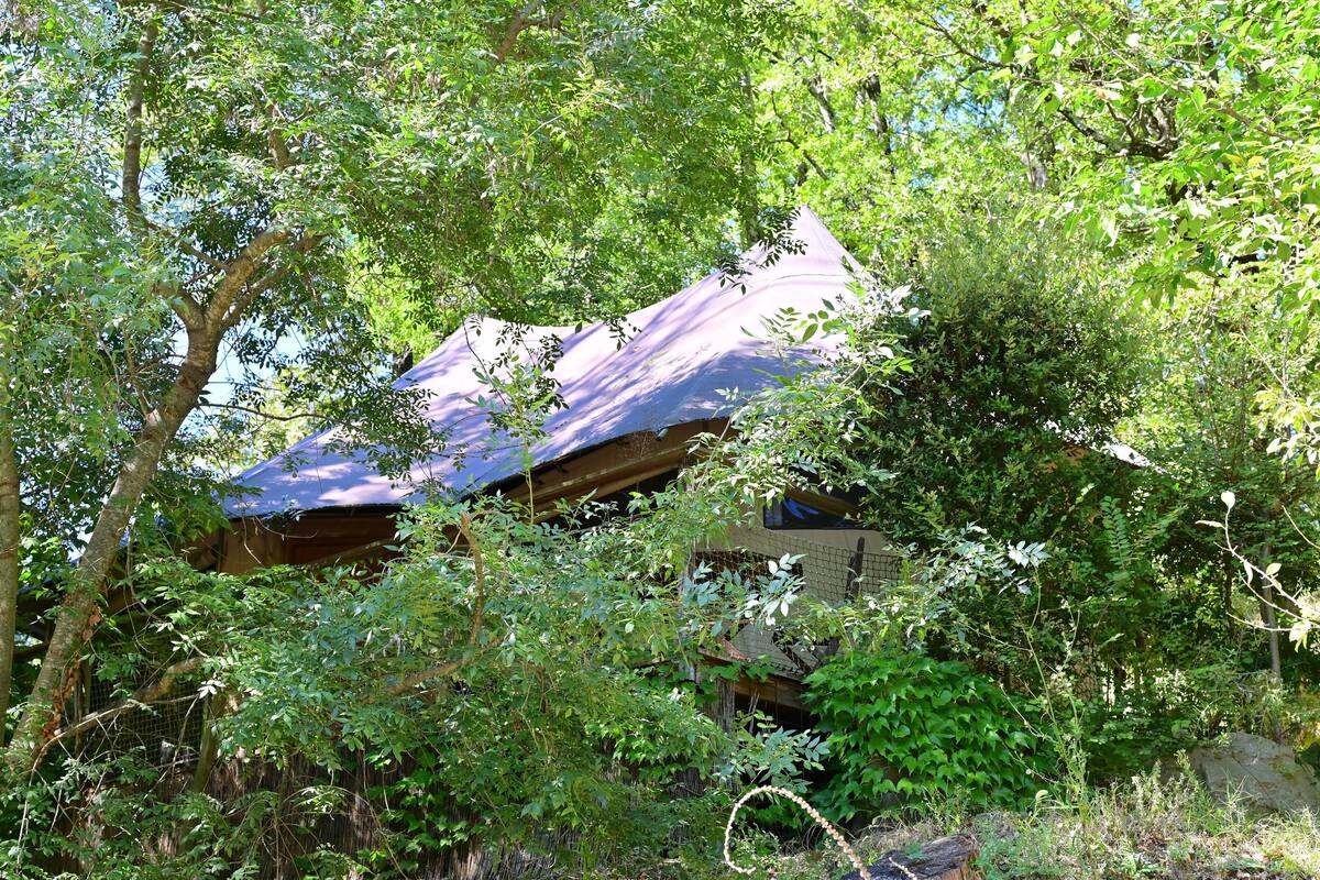 A rustic cabin partially obscured by dense foliage.