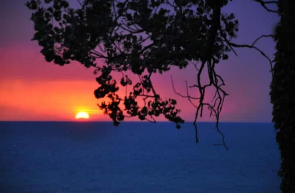 A sunset over the ocean with silhouettes of trees and a clear sky.