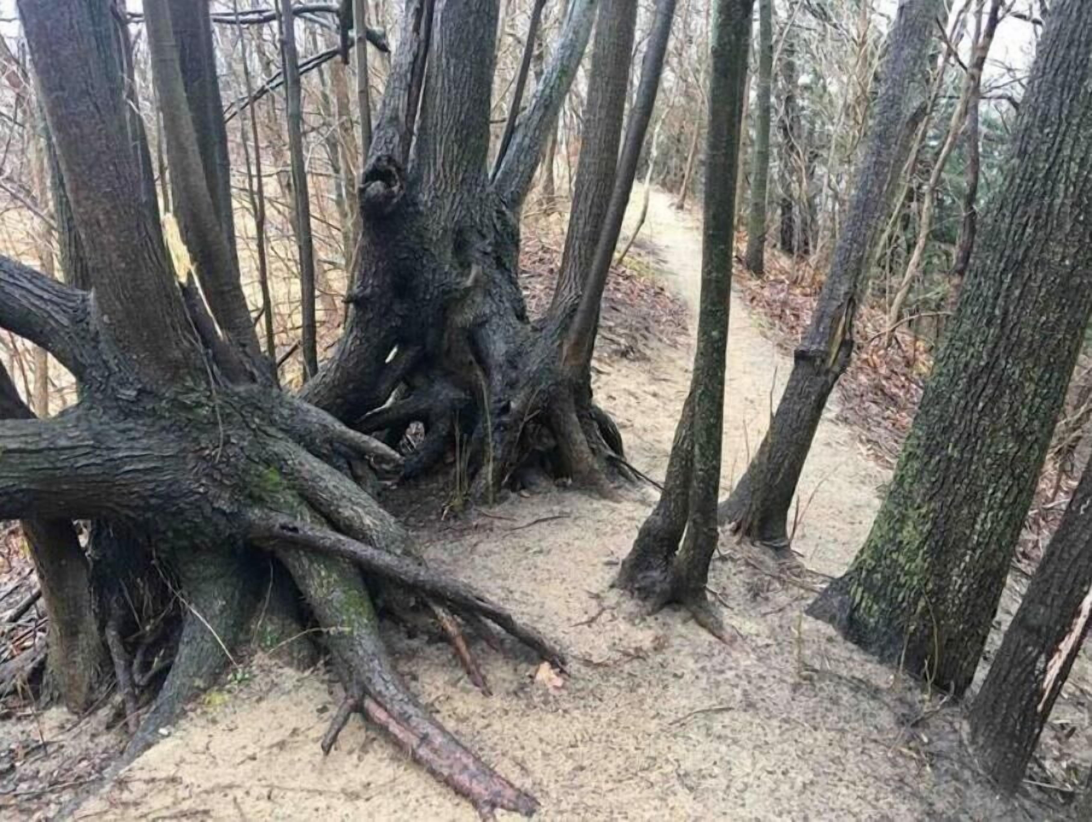 Un área boscosa con un sendero de tierra rodeado de árboles.