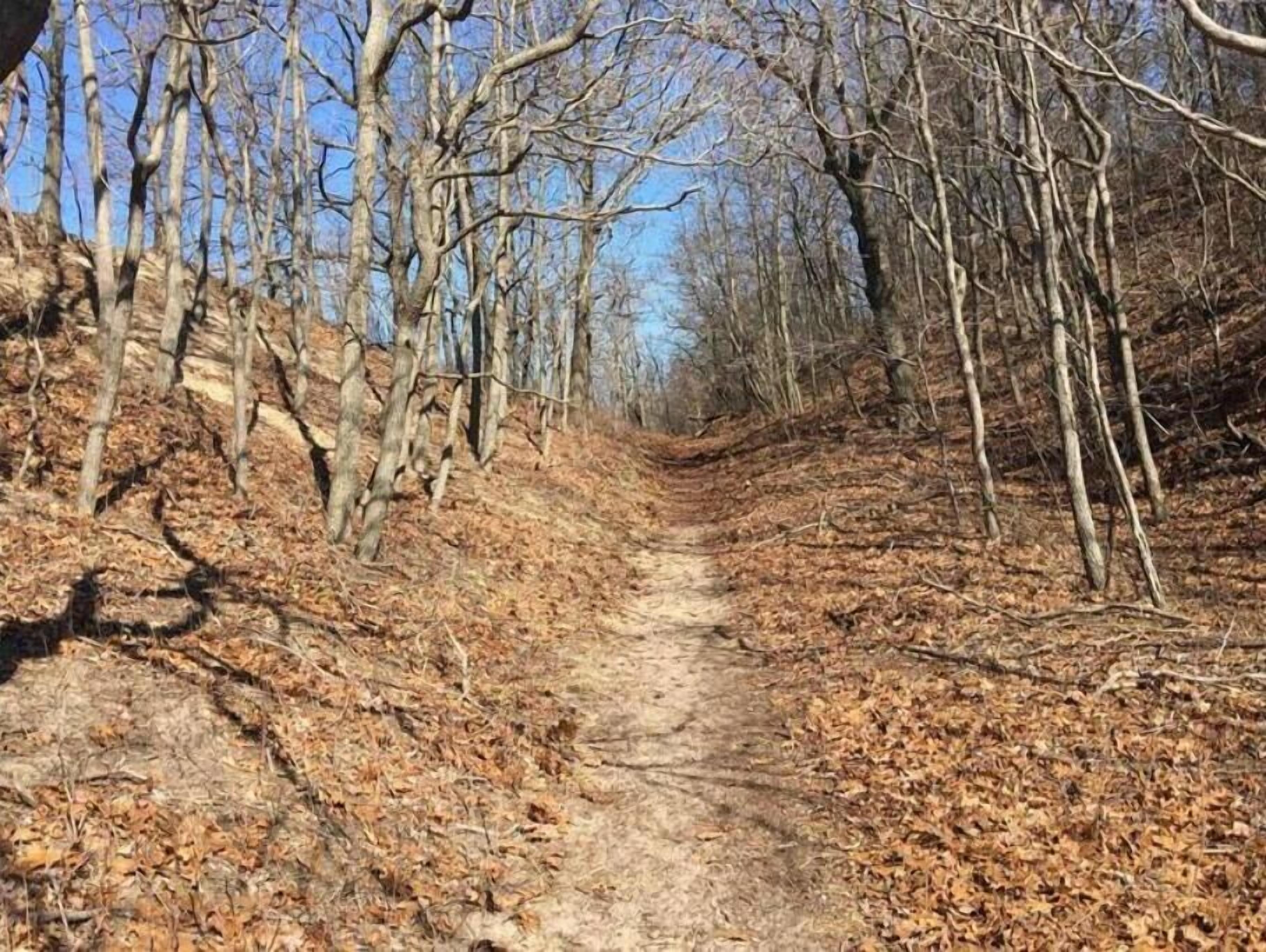 A narrow, leaf-covered trail in a wooded area.
