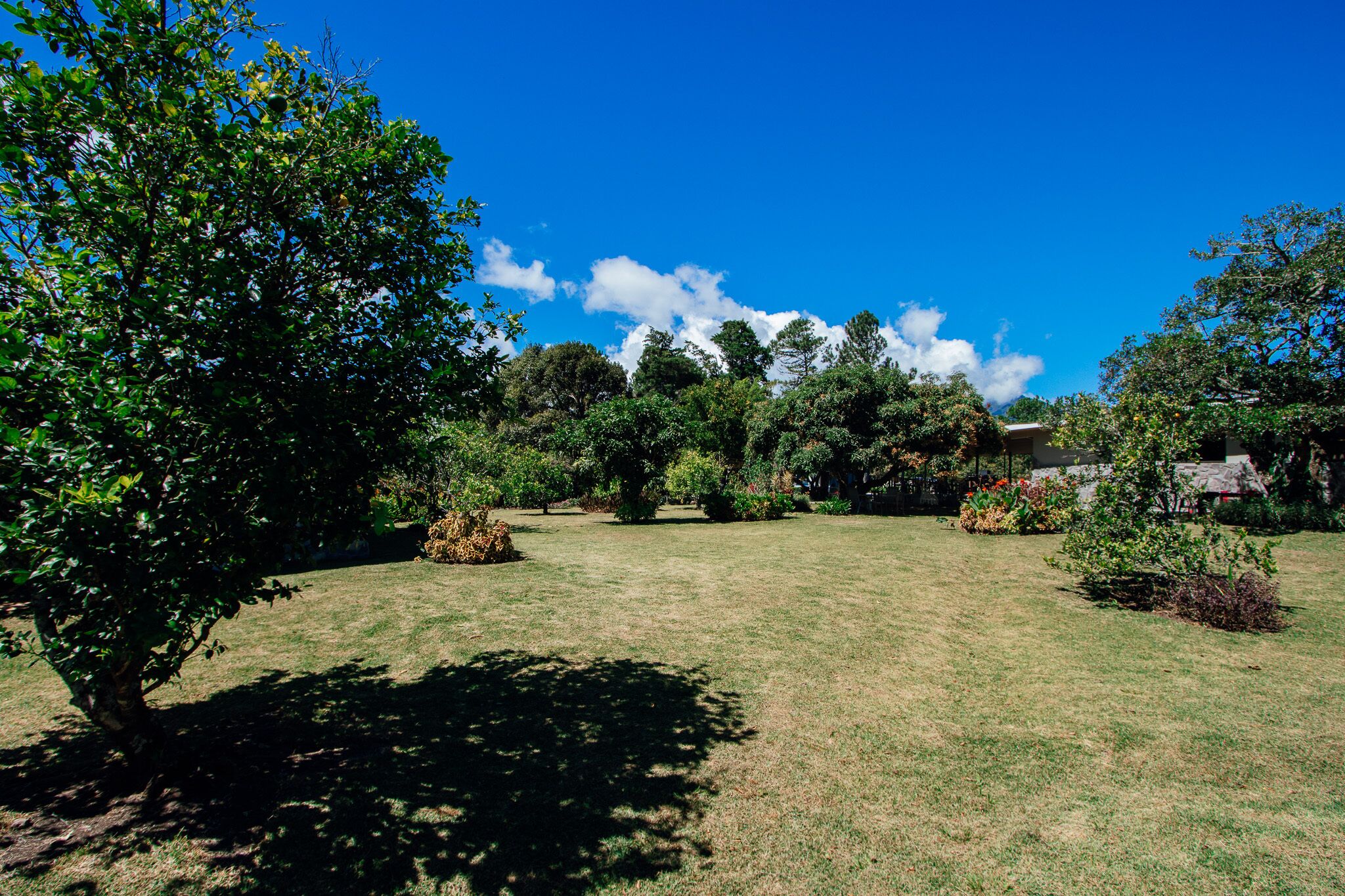 Un jardin bien entretenu, avec différents arbres et arbustes, un ciel bleu dégagé et une maison en arrière-plan.