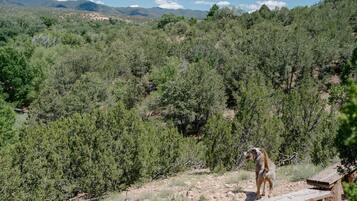 A dog standing on a wooden platform in a natural setting with dense greenery and mountains in the background.
