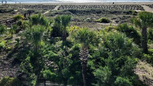 Una spiaggia con cielo sereno, palme e un sentiero che conduce all'acqua.