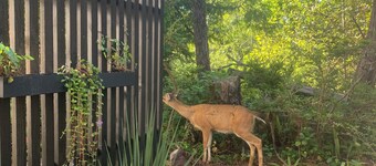 White Haus - Cozy rainforest retreat 5 minutes walk to Big Beach and trails. 