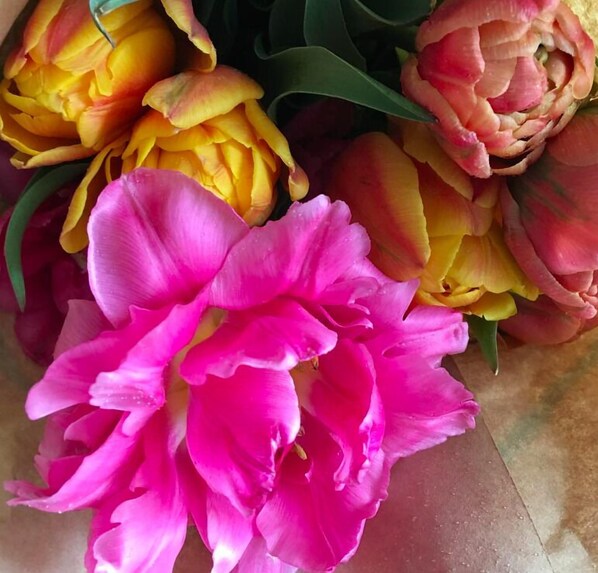 A close-up of vibrant tulips in shades of pink and yellow.