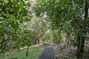 A pathway through a forested area with dense foliage on either side.