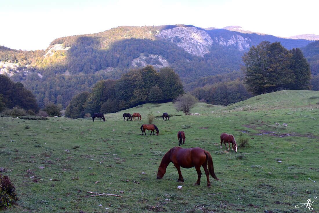 A grassy field with several horses grazing, surrounded by trees and mountains in the background.
