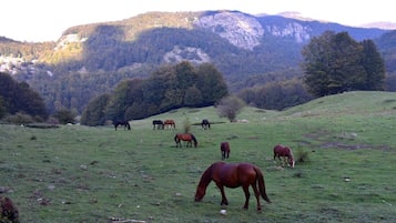 A grassy field with several horses grazing, surrounded by trees and mountains in the background.
