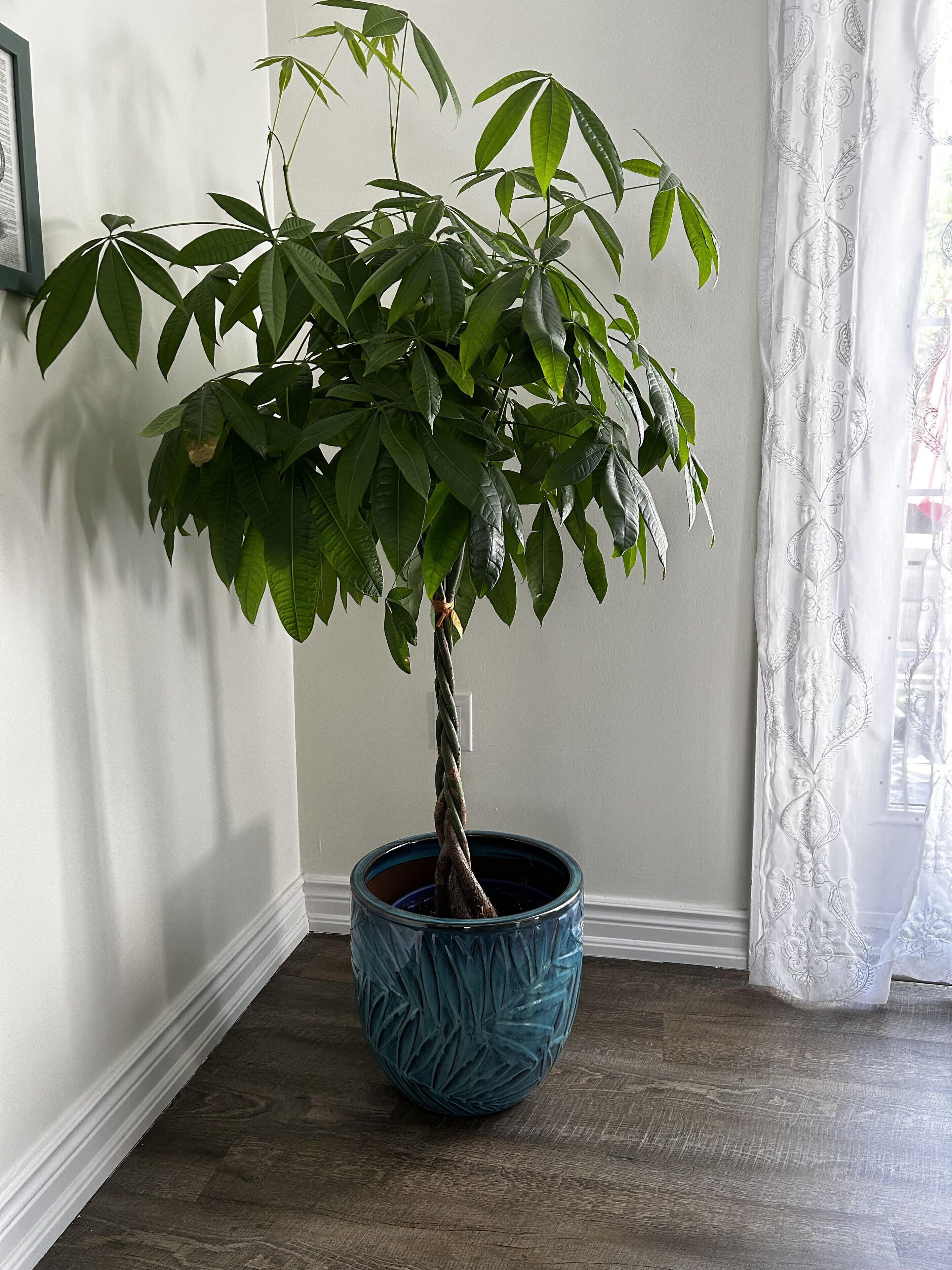 A potted plant with a twisted trunk in a blue ceramic pot, placed on a wooden floor in a room with white walls and a white curtain.