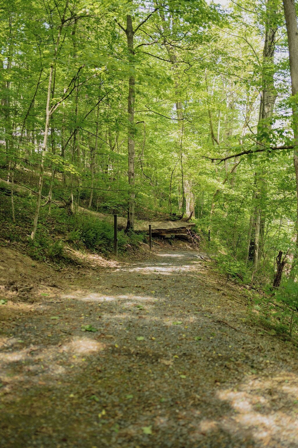 Un sentier bordé d’arbres, avec un pont en bois.