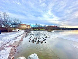 Un lago helado con patos, un edificio y árboles al fondo.